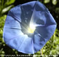 Ipomoea tricolor BLUE LAGOON